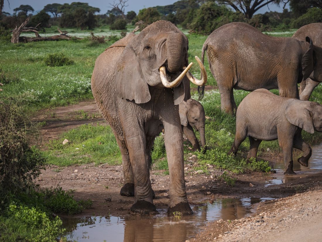 elephant-botswana