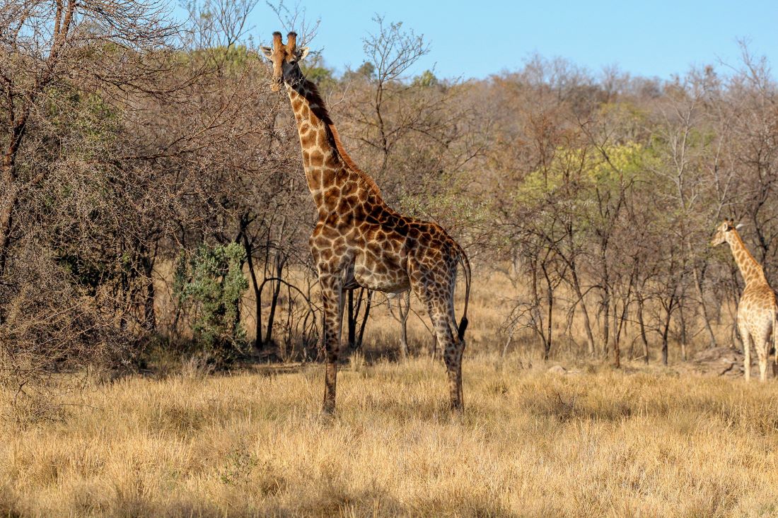 giraffe-south-africa
