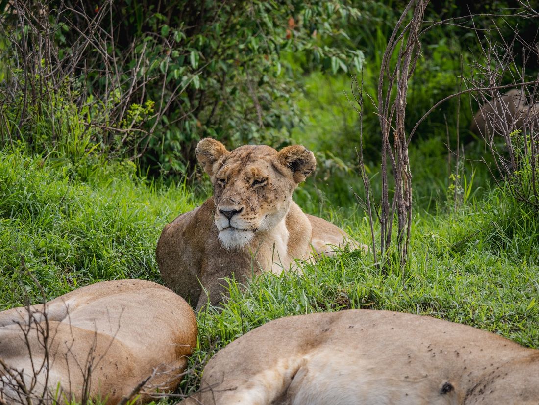 lion-kenya