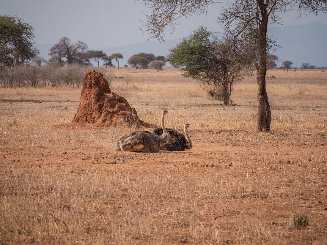 ostriches-zambia