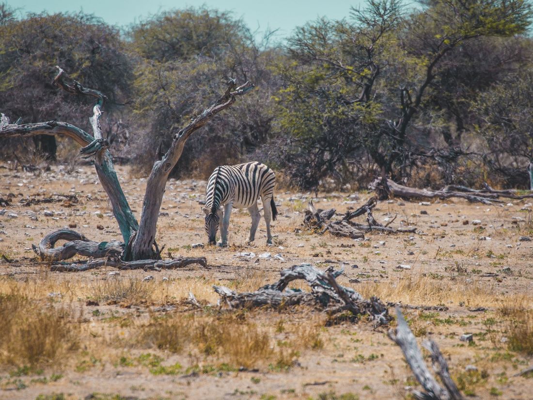 zebra-namibia