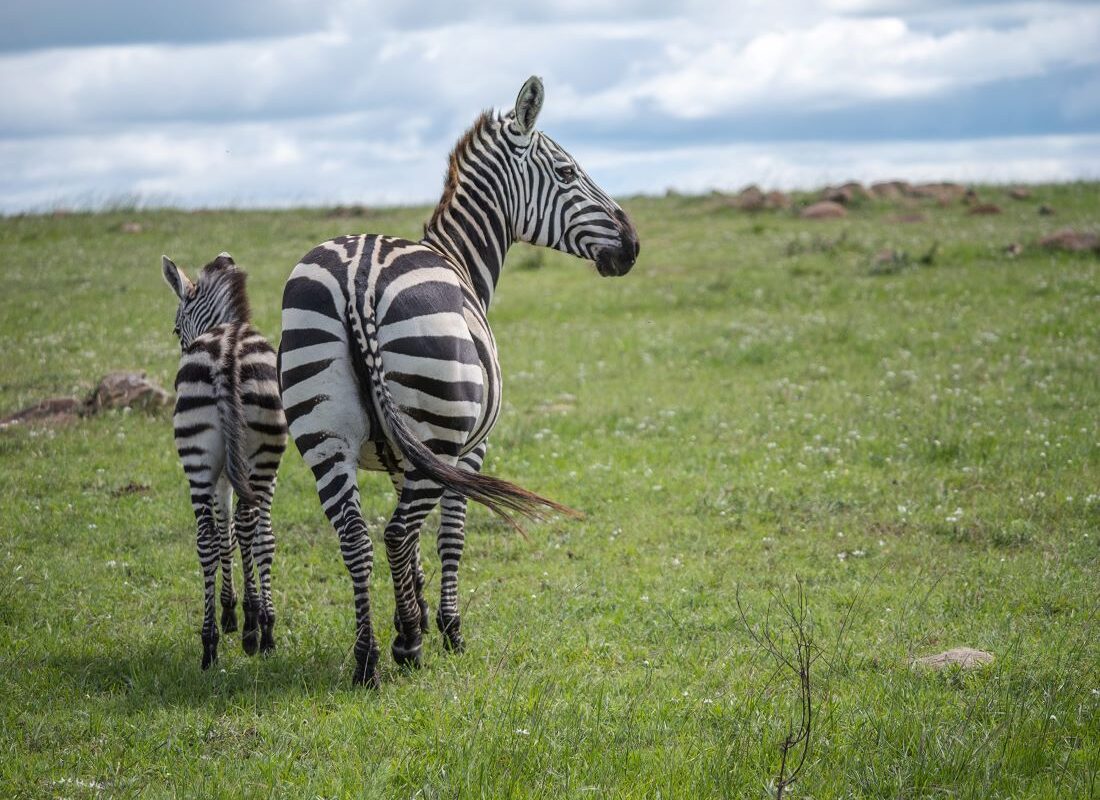 zebra-tanzania