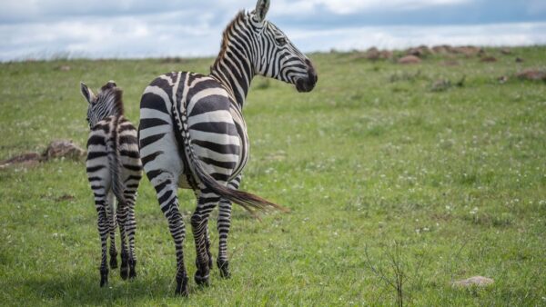zebra-tanzania